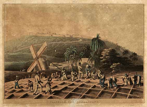 Planting the sugar-cane · National Library of Jamaica Digital Collection